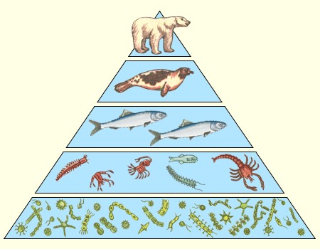 Упрощённый вариант экологической пирамиды. 