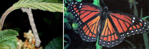 Мимикрия. Слева – гусеница, имитирующая сучок растения. Справа – бабочка вице-король повторяет форму и окраску крыльев ядовитой бабочки-монарха