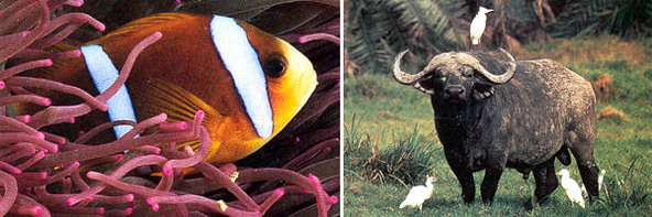 Примеры комменсализма. Слева направо: рыба-клоун и актиния, цапли и буйвол