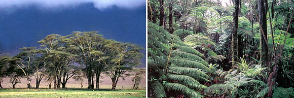 Субэкваториальные и экваториальный пояса. Слева направо: саванна (Танзания), влажный лес (Южная Америка)