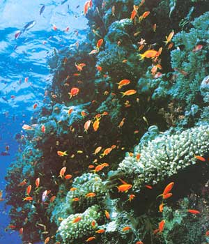 Коралловый риф – один из примеров экосистемы. 